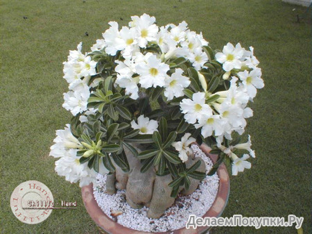 Adenium Obesum	Star-Studded Sky 5 