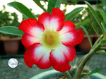 Adenium Obesum	Super Moonlight Fairy 5 