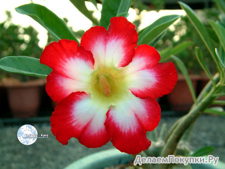 Adenium Obesum	Super Moonlight Fairy 5 