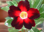 Adenium Obesum	Apollo 5