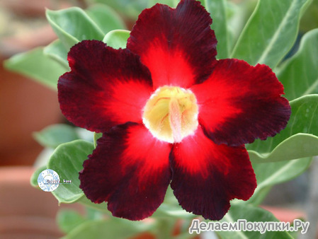 Adenium Obesum	Apollo 5