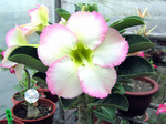 Adenium Obesum	Super Perfume 5 