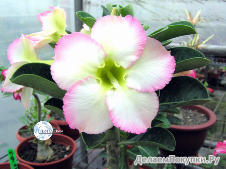 Adenium Obesum	Super Perfume 5 