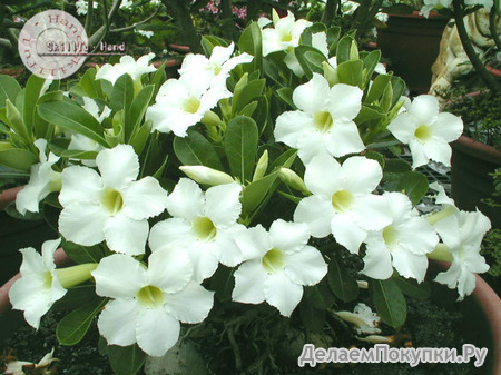 Adenium Obesum	Super Platinum 5 