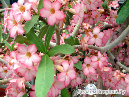 Adenium Arabicum	Arabicum 5 