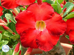 Adenium Obesum	Super Satisfactory 5 