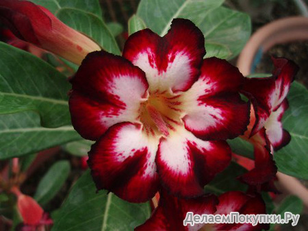 Adenium Obesum	Super Star of Tomorrow 5 