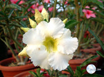 Adenium Obesum	Arctic Snow 5 