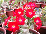 Adenium Obesum	Arrogant 5 