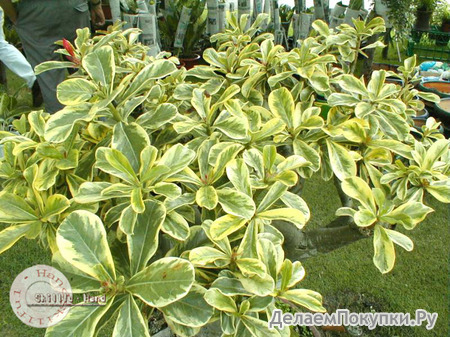 Adenium Obesum	Super Yellow Leaf 5 