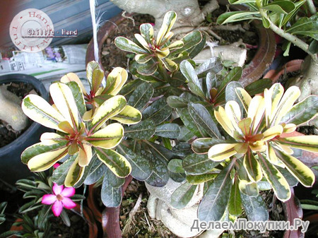 Adenium Obesum	Super Yellow Maple Leaf 5 