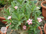 Adenium Arabicum	Tiny Ding Dong 5 