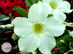 Adenium Obesum	Asian Star 5 