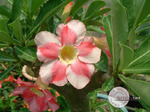 Adenium Obesum	Beauty Cloud 2 (5 )