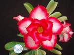 Adenium Obesum	Touching Heart 5 