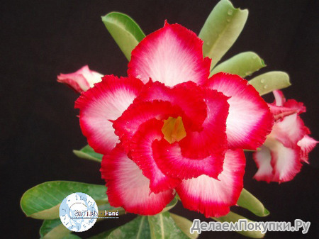 Adenium Obesum	Touching Heart 5 