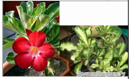 Adenium Obesum	Variegated leaves RED 5 