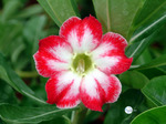 Adenium Obesum	Belle Story 5 