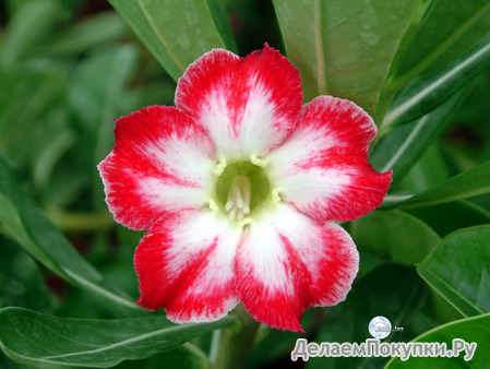 Adenium Obesum	Belle Story 5 