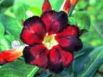 Adenium Obesum	Black Fire 5 