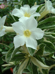 Adenium Obesum	Variegated Leaves White 5 