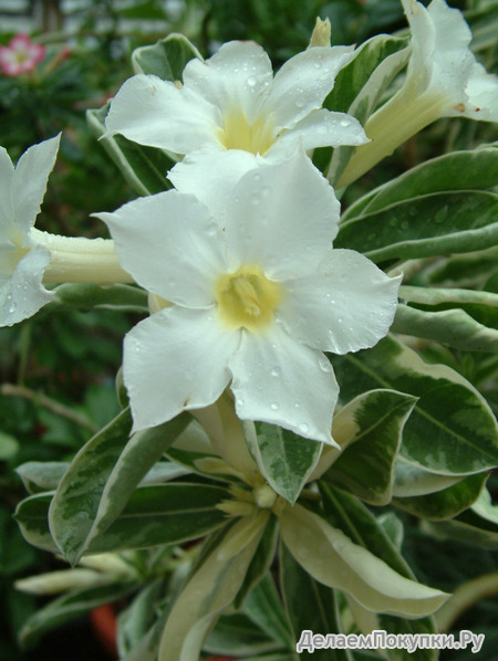 Adenium Obesum	Variegated Leaves White 5 