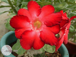 Adenium Obesum	Black Warrior 5 