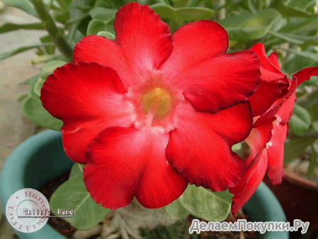 Adenium Obesum	Black Warrior 5 