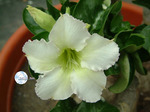 Adenium Obesum	White Mini 5 