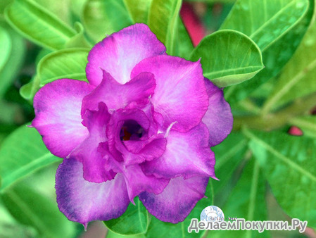 Adenium Obesum	Blue Spirit 5 