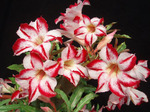 Adenium Obesum	Border Gem 5 