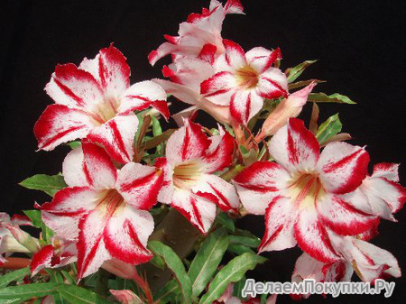 Adenium Obesum	Border Gem 5 