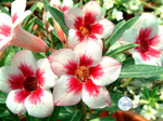 Adenium Obesum	Bright Gem   5 