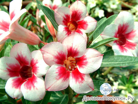 Adenium Obesum	Bright Gem   5 