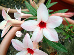 Adenium Obesum	Canary Bird