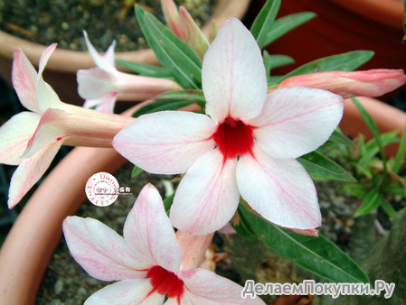 Adenium Obesum	Canary Bird