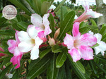 Adenium Obesum	Chameleon 5 