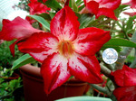 Adenium Obesum	Cynthia 5 