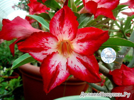 Adenium Obesum	Cynthia 5 