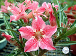 Adenium Obesum	Dance of butterfly 5 