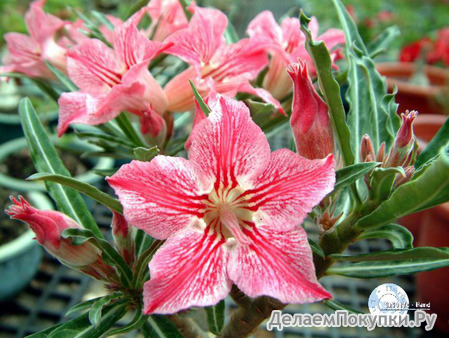 Adenium Obesum	Dance of butterfly 5 