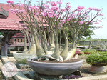 Adenium Arabicum	Desert Night Fork. 5 