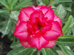 Adenium Obesum	Double Blush 5 