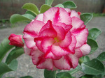 Adenium Obesum	Double Moons 5 