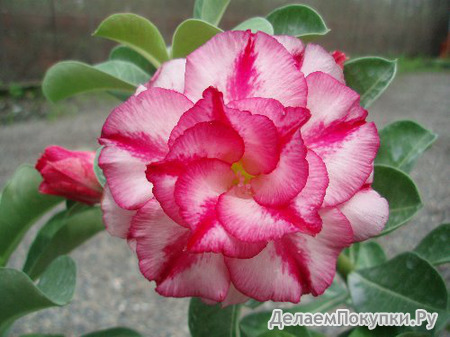 Adenium Obesum	Double Moons 5 