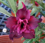 Adenium Obesum	KO_139 (5)