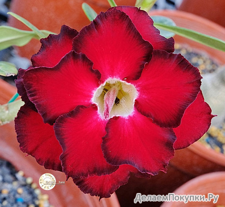 Adenium Obesum	KO_138 (5)