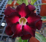 Adenium Obesum	KO_137 (5)