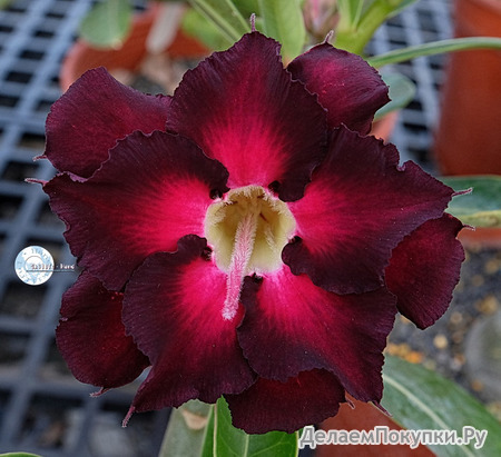 Adenium Obesum	KO_137 (5)