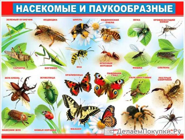 Три названия насекомых. Плакат. Насекомые. Насекомые плакат для детей. Насекомые для дошкольников. Обучающий плакат насекомые.